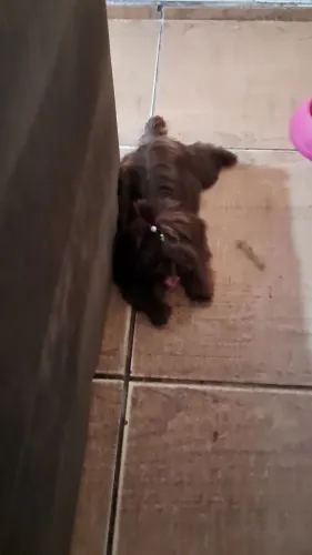 Mini Shih tzu femea chocolate