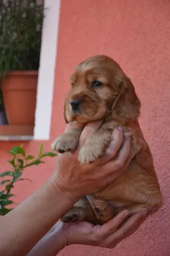 Cocker spaniel vacinaçao em dia