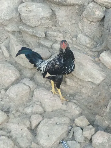 Galo Garnisé
