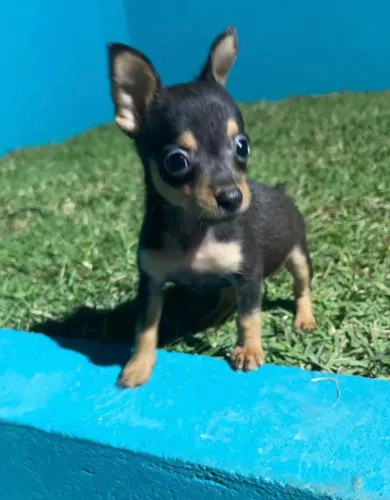 Pinscher femea e macho 50 dias