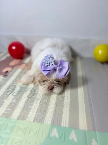 Shih tzu fêmea 