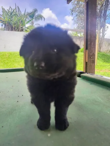 Filhote Chow-chow, Diga sim para um amor leal e verdadeiro!