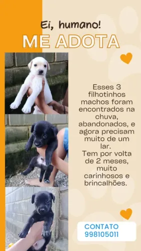 Esses lindos Filhotes pra adoção 
