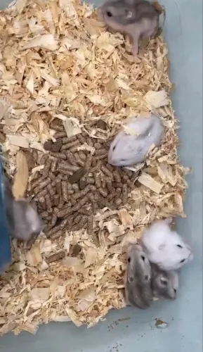 Hamster anao russo