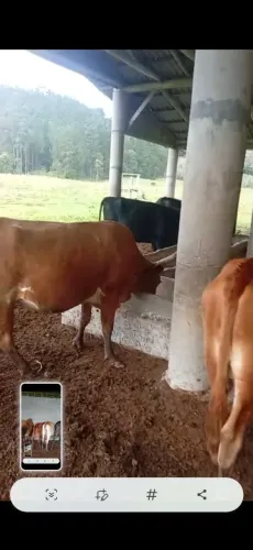 Vendo gado