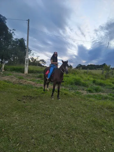 Égua dócil 