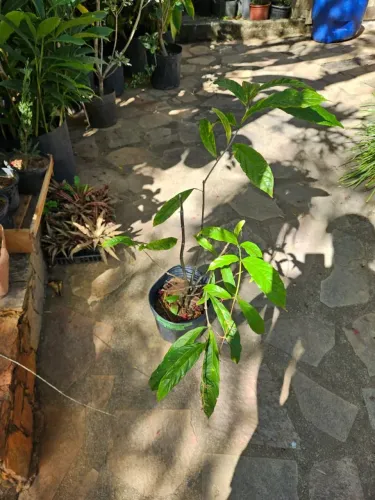Cleorodendrum wallichii/Jasmim chorão 