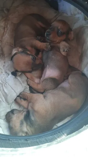 Vendo cachorro salsicha