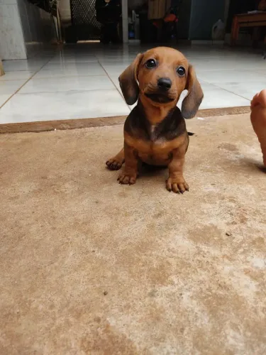 Basset Macho Filhote 