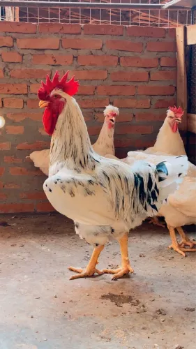 Ovos férteis de GSB galinha sertaneja balão