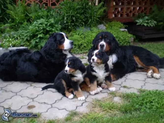 Berneses o porte mais bonito que você verá