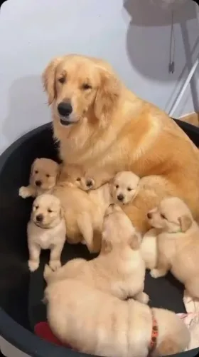 VENDA DE GOLDENS