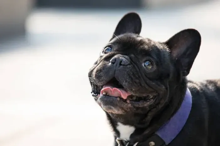 ? Filhotes de Bulldog Francês | Muito Carinho e Qualidade