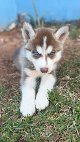 Filhotes de Husky Siberiano (Wooly)