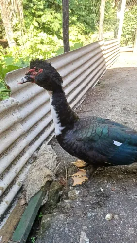 Pato macho adulto 