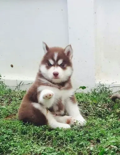 Filhote de cachorro Husky Siberiano com olhos claros e saude impecavel