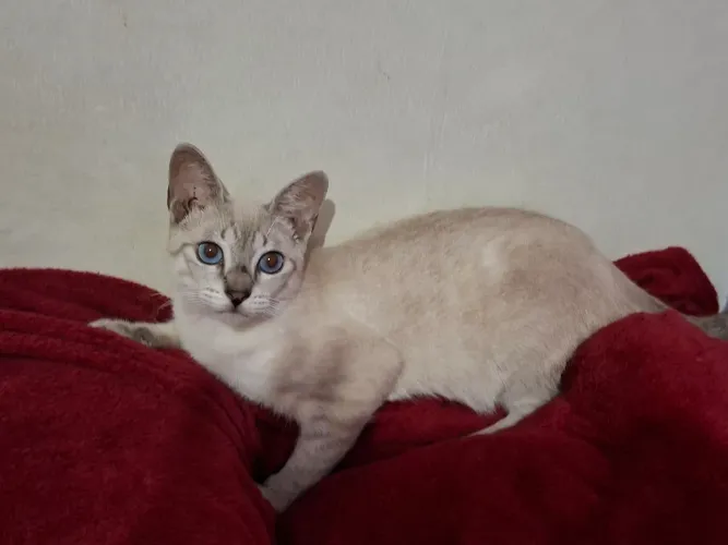 Esse gatinho procura um lar amoroso sem acesso a rua.