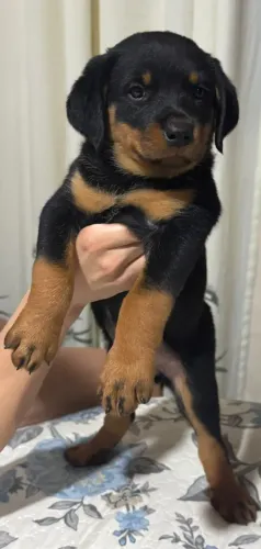 Filhote de Rottweiler fêmea.