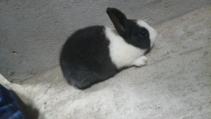 Vende-se se coelhos anão