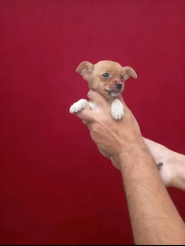 Pinscher macho pronto pra alegrar sua rotina