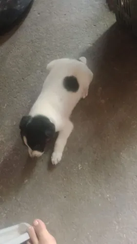Doação de cachorrinhos