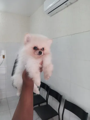 Vendo Chih tizu alemão.