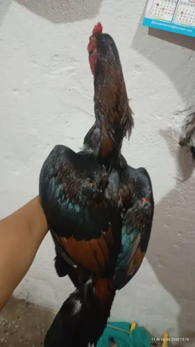 Vende-se galo de raça