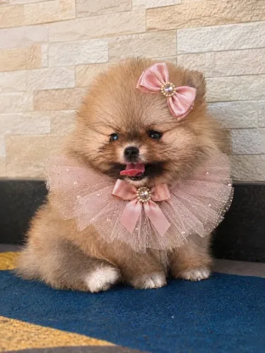 Luluzinha anazinha , uma bibelô 
