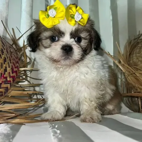 Shih Tzu Filhote - Pronto para Novo Lar