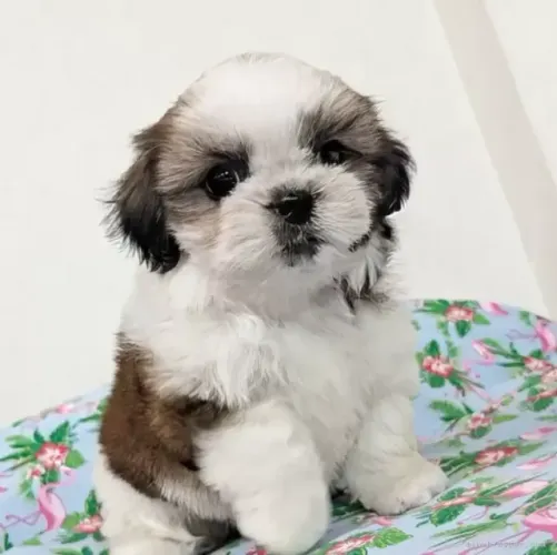 Neném filhotinhos de companhia Shih Tzu/ Shitzu vacinados macho e fêmea com garantias