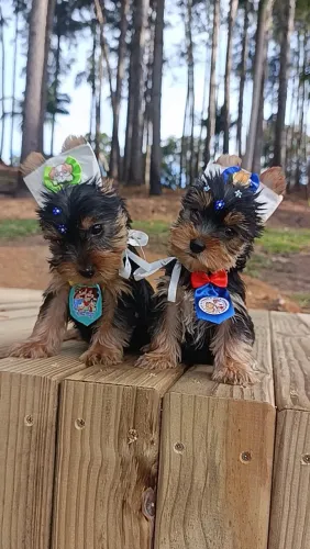 York shire terrier fêmea e macho
