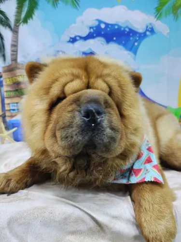 Chow Chow Padrão Americano 