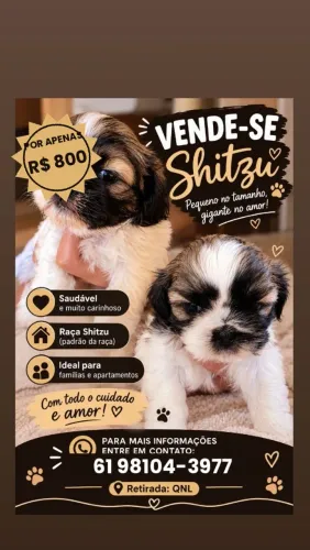 Shitzu 