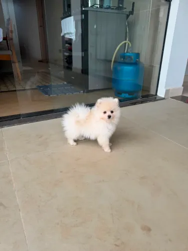 Filhote de Lulu Da Pomerania - Altíssimo Padrão 