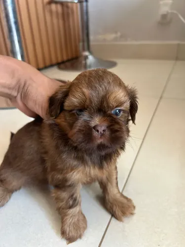 Shih tzu 