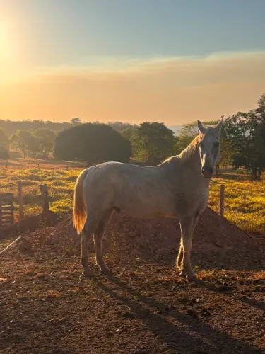 Cavalo Grande Manso de Criança andar