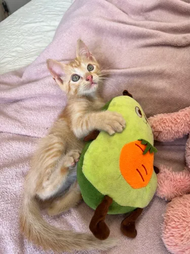 Gato Cenoura Filhote para Doação! Entregamos!