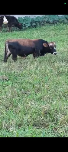 Vendo mini boi