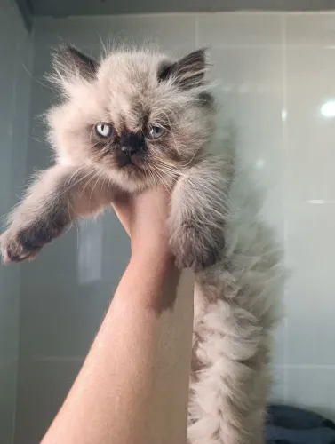 Gatinho persa macho com 60 dias 