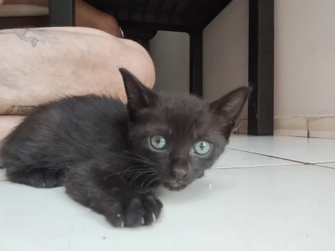 Doação de gatinhos na Vila Nova.