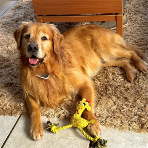 Golden Retriever Macho Disponível para Cruzar | Florianópolis