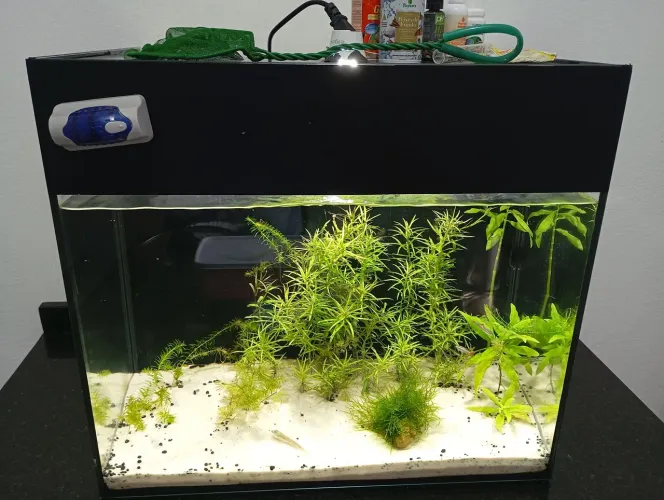 Aquário Completo 50L