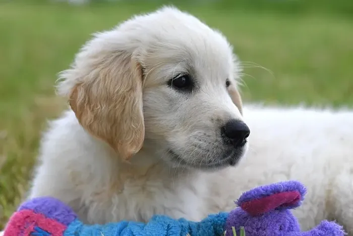Golden Retriever Filhote Para Encher Sua Casa de Bons Momentos