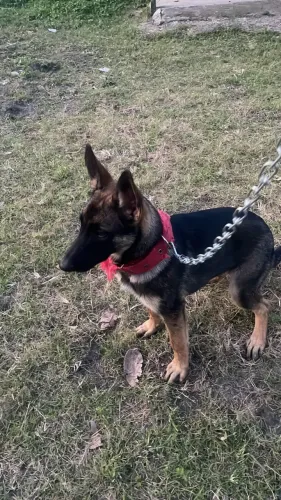 Filhote de pastor alemão x belga malinois 