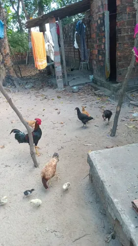 Galinhas