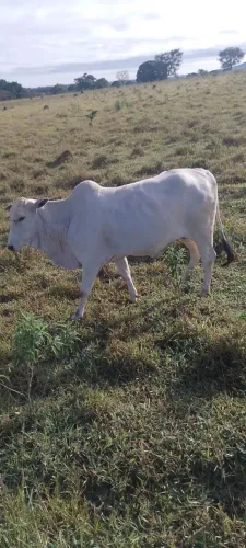 Vendo - Vaca Nelore 4300R$