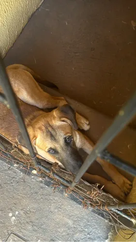 Doação de duas cachorrinhas fêmeas