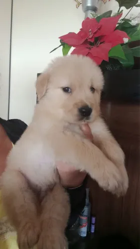 Golden-Cães indicados para quem busca um perfil tranquilo
