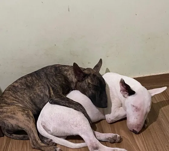 Bulterrier macho