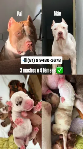 Filhote de Pitmonster 